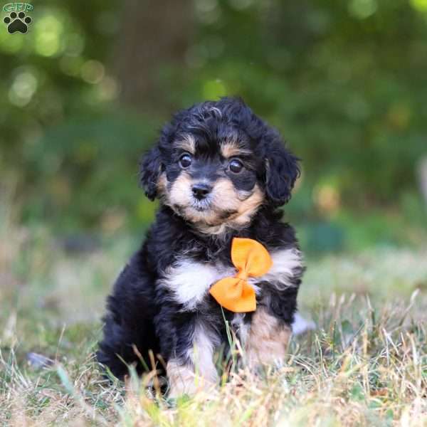 Waldo, Cavapoo Puppy